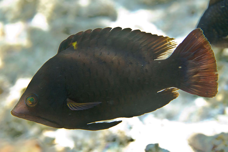Необычная рыба Губан-пращник: всё о хищнике с выдвижной челюстью