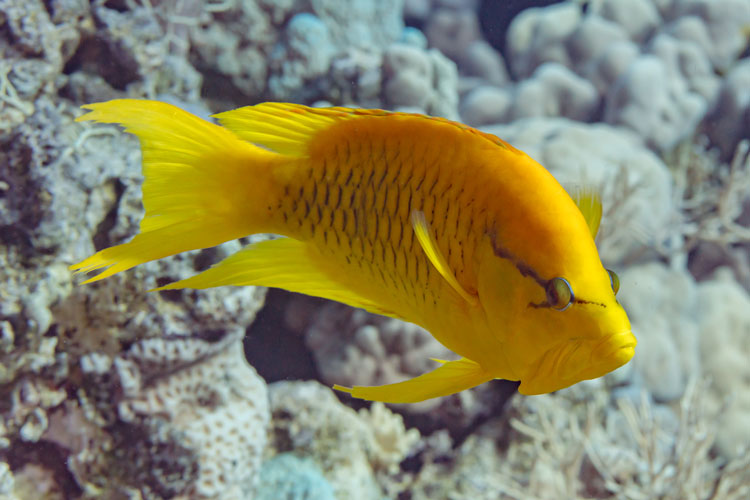 Необычная рыба Губан-пращник: всё о хищнике с выдвижной челюстью
