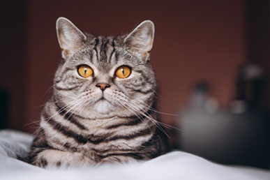 Самые распространённые мифы о кошках