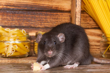 Заблуждения и факты о крысах