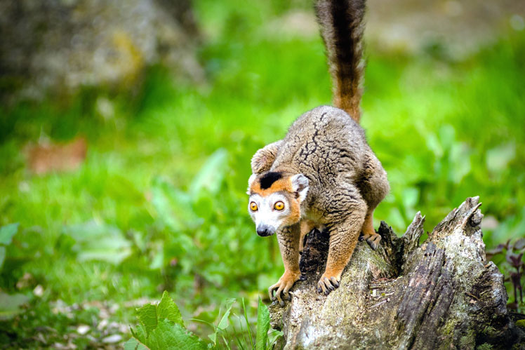 Лемуры: интересные факты и заблуждения (lemur)