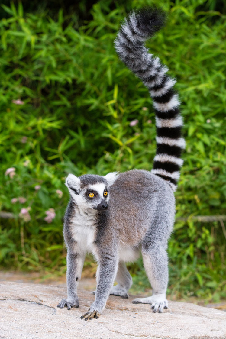 Лемуры: интересные факты и заблуждения (ring-tailed lemur)