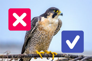Факт или Вымысел: Распространённые ложные утверждения о птицах