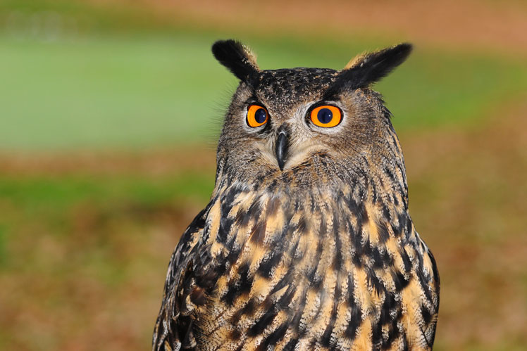 "Owl" – a characteristic of the human chronotype