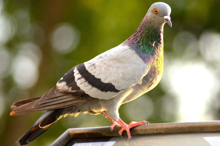 "비둘기"- 사람의 크로노 타입의 특성