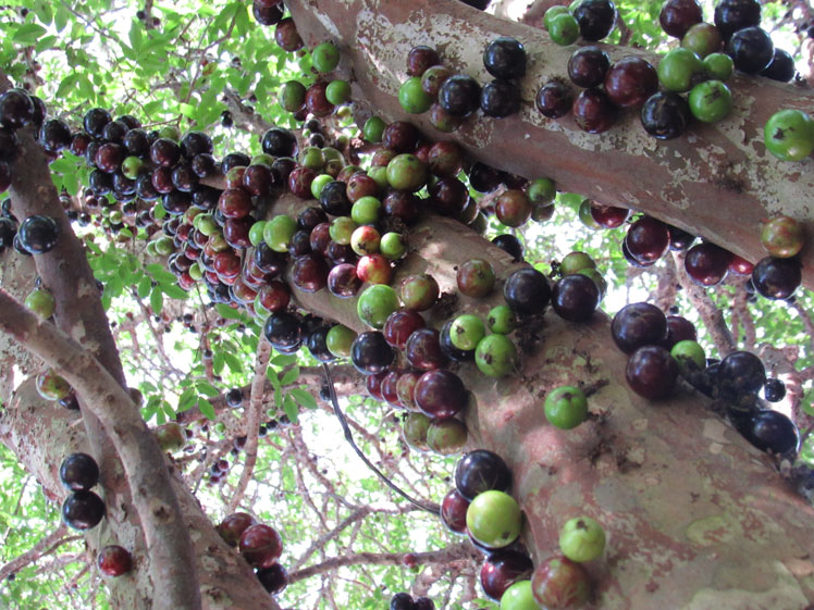 Jaboticaba (jaboticaba, Myrciaria, pokok anggur Brazil)