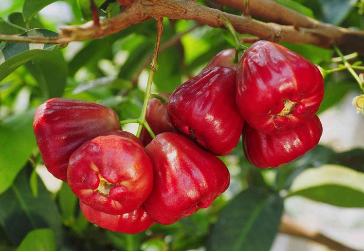 Epal Jawa (epal lilin, epal raja, buah loceng)
