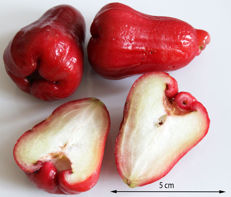 Pomme de Java (pomme de cire, pomme royale, fruit de cloche)