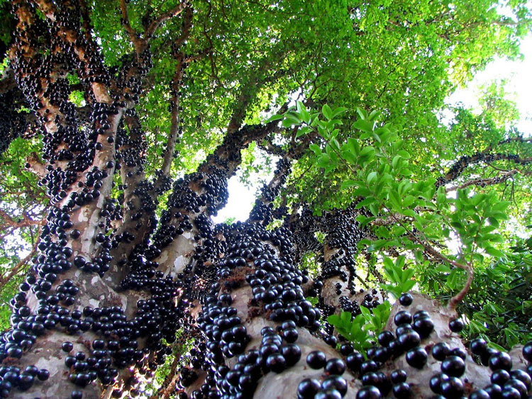 Jaboticaba (jaboticaba, Myrciaria, pohon anggur Brasil)