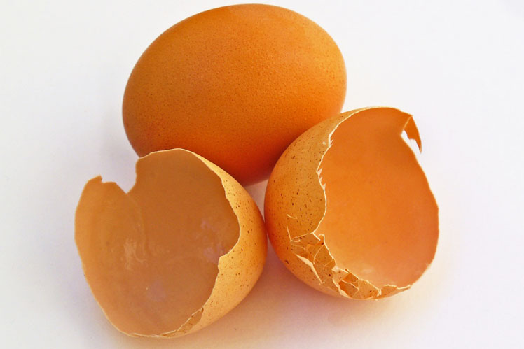 Telur telur