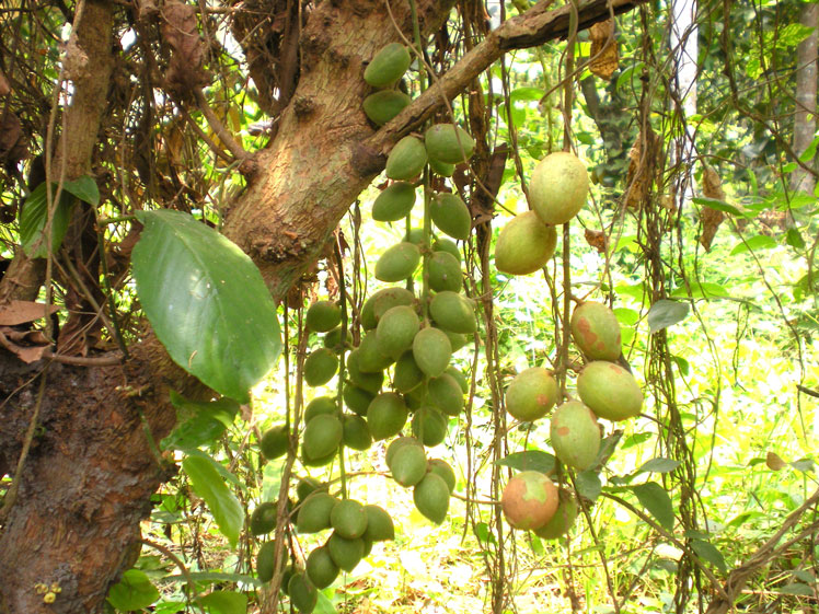 Burma-Trauben (oder Bakkorea Delicious oder Mafai)