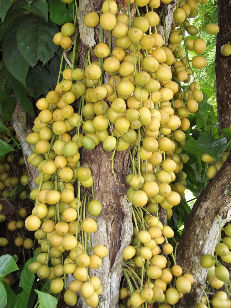 Бирманский виноград (или Баккорея вкусная, или мафаи)