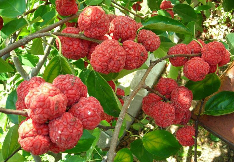 Pohon raspberry