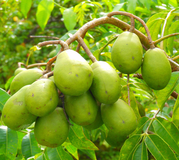 Ambarella (Cythera Apple, Cythera Spondias, polynesisk plomme, gul plomme)