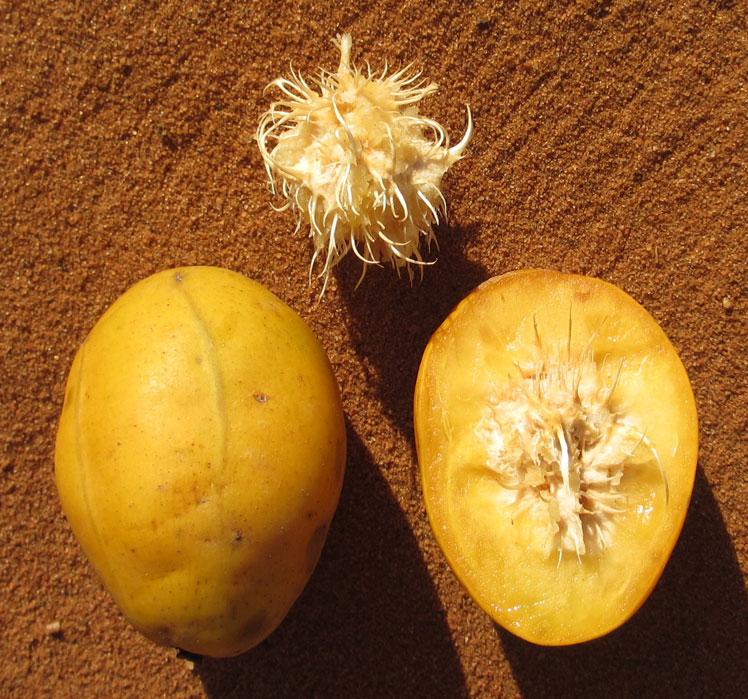 Ambarella (Apel Cythera, Cythera Spondias, Plum Polinesia, Plum Kuning)
