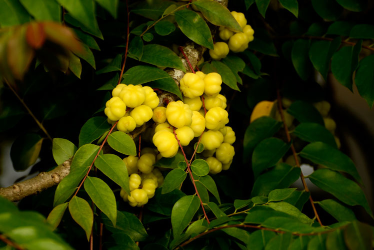 Antillean stikkelsbær (eller Phyllanthus sour)