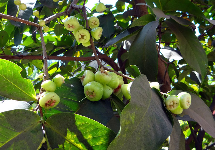 Jambosa (Pomarosa vagy rózsa alma)