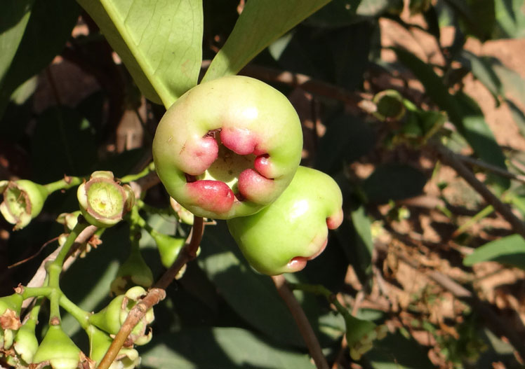 Jambosa (Pomarosa vagy rózsa alma)