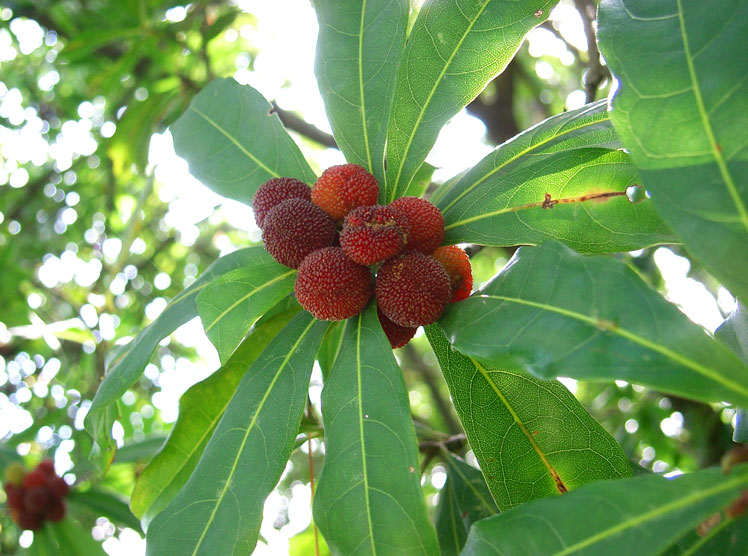 Waxberry rojo (también conocido como yamberi, waxberry, yamamomo)