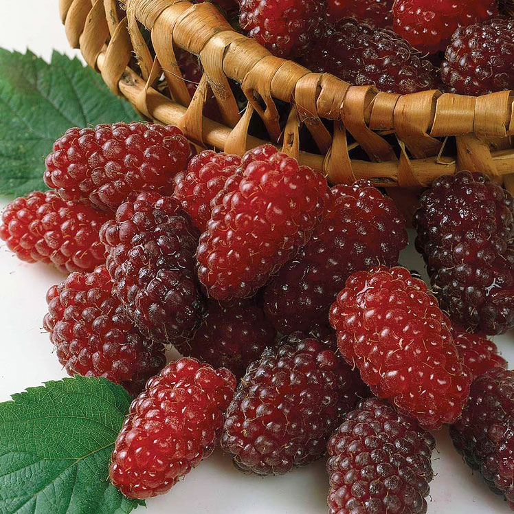 Loganberry (ou Loganberry, loganberry)