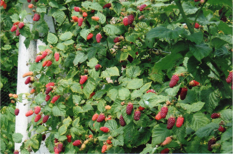 Tayberry (également connu sous le nom de tayberry framboise)