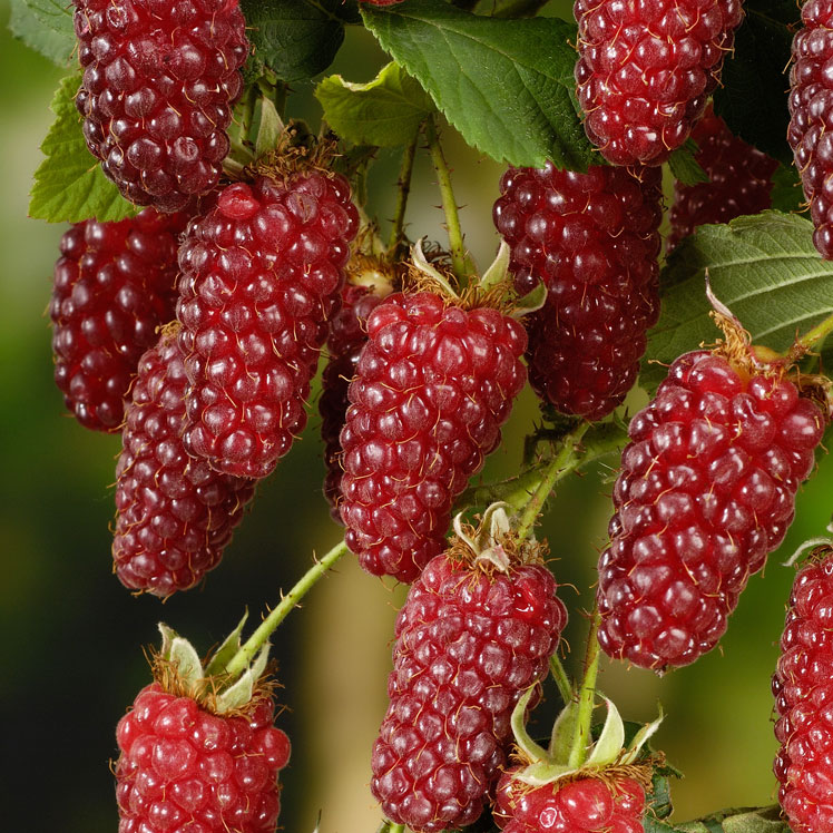 Tayberry (également connu sous le nom de tayberry framboise)