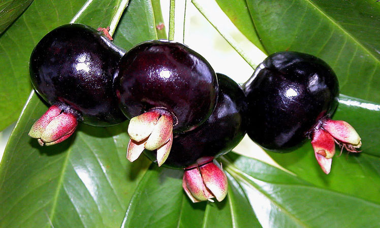 Grumichama – (o ciliegia brasiliana)