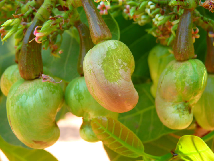 Cashewnötter (eller indiannöt, eller Anacardium western)
