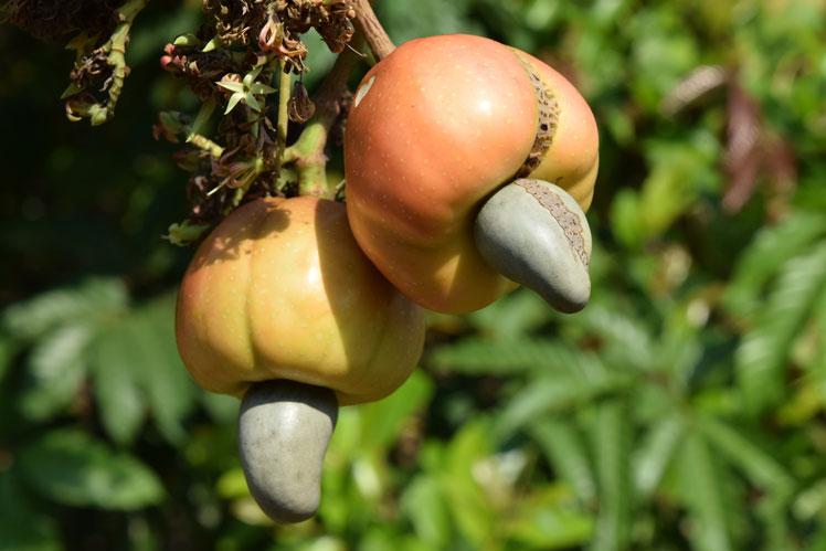 Cashew (or Indian nut, or Anacardium western)