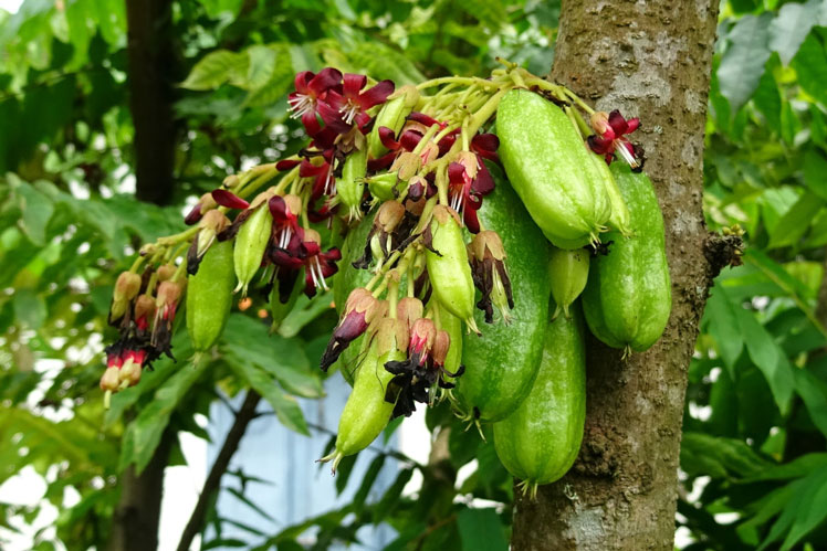 Bilimbi (or Cucumber tree)