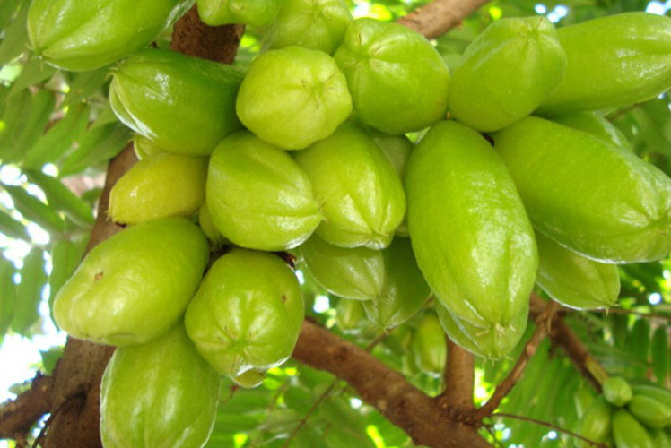 Bilimbi (o albero di cetriolo)