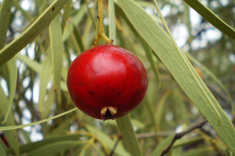Santalum acuminatum