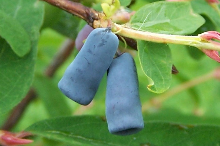 Blauwe kamperfoelie (of blauwe kamperfoelie)