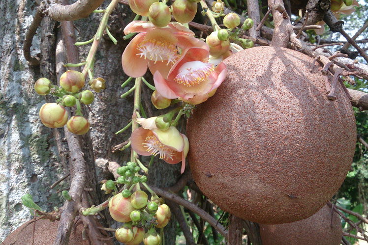 Cannonball Tree (eller Courupita Guyana)