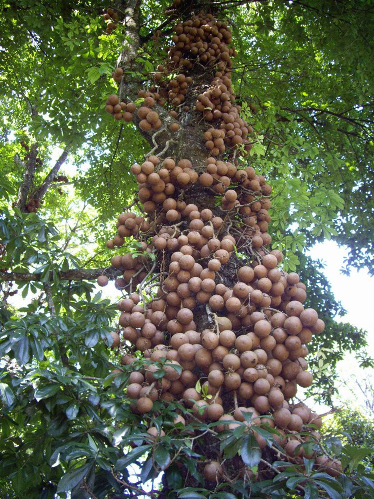 Cannonball Tree (eller Courupita Guyana)