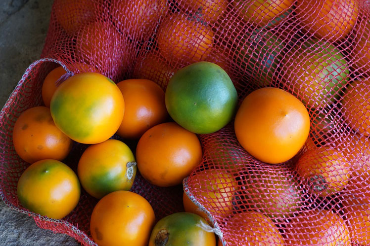 Naranjilla (ou morelle Kito)