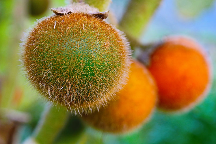 Naranjilla (ou morelle Kito)