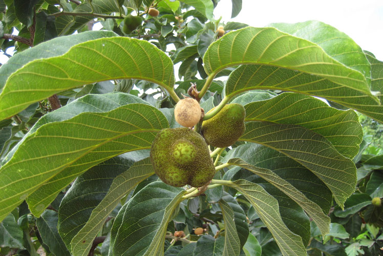 Opičí chlebovník (nebo Artocarpus lacucha, také známý jako opičí ovoce nebo opice jack)