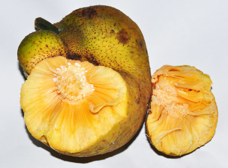 Opičí chlebovník (nebo Artocarpus lacucha, také známý jako opičí ovoce nebo opice jack)
