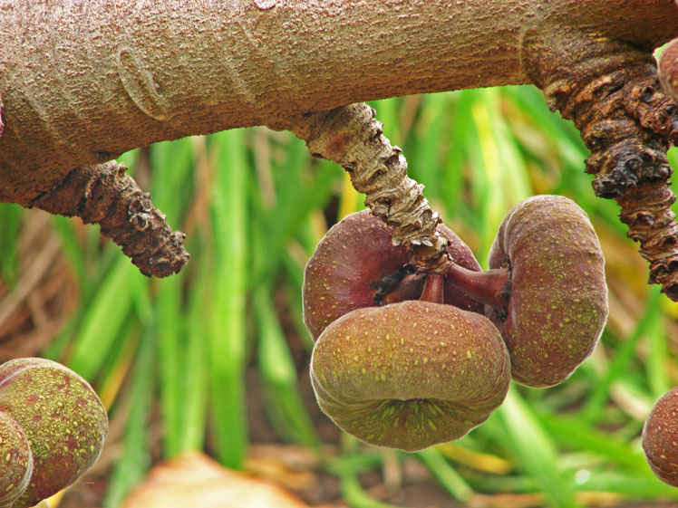 Ficus berbentuk telinga (atau buah ara Roxburgh)