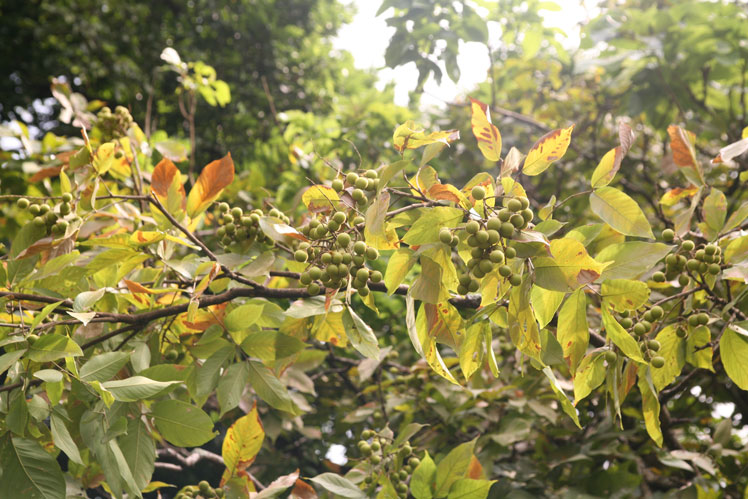 Seifenbaum (oder Sapindus)