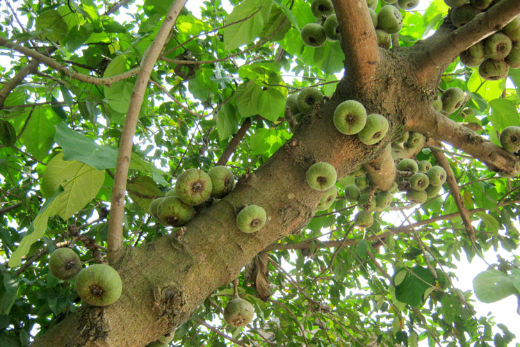 Ficus berbentuk telinga (atau buah ara Roxburgh)