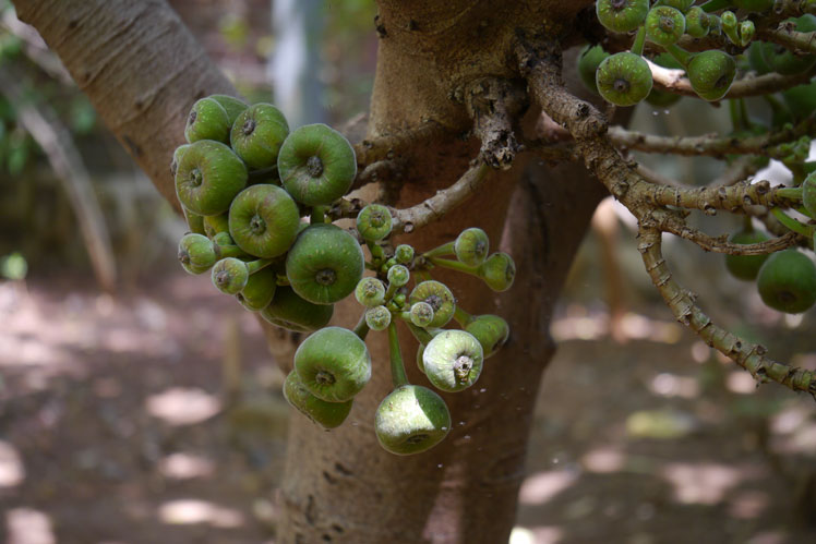 Ficus ohrförmig (oder Roxburgh-Feige)