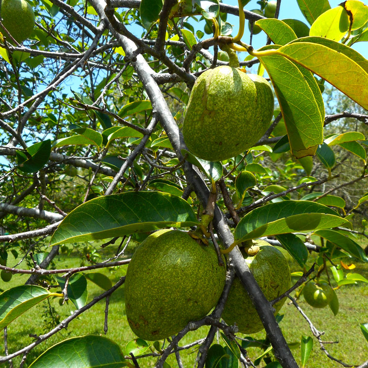एनोना चिकना (या मगरमच्छ का सेब), भी: मगरमच्छ नाशपाती, दलदल सेब, पानी सेब, कॉर्क पेड़, बंदर सेब