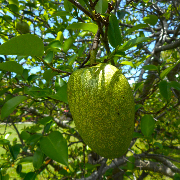 एनोना चिकना (या मगरमच्छ का सेब), भी: मगरमच्छ नाशपाती, दलदल सेब, पानी सेब, कॉर्क पेड़, बंदर सेब