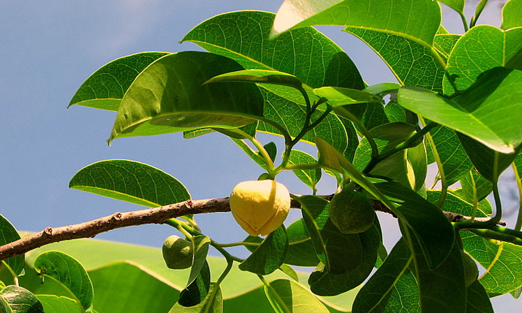 Annona pürüzsüz (veya Timsah elması), ayrıca: timsah armudu, bataklık elması, su elması, mantar ağacı, maymun elması