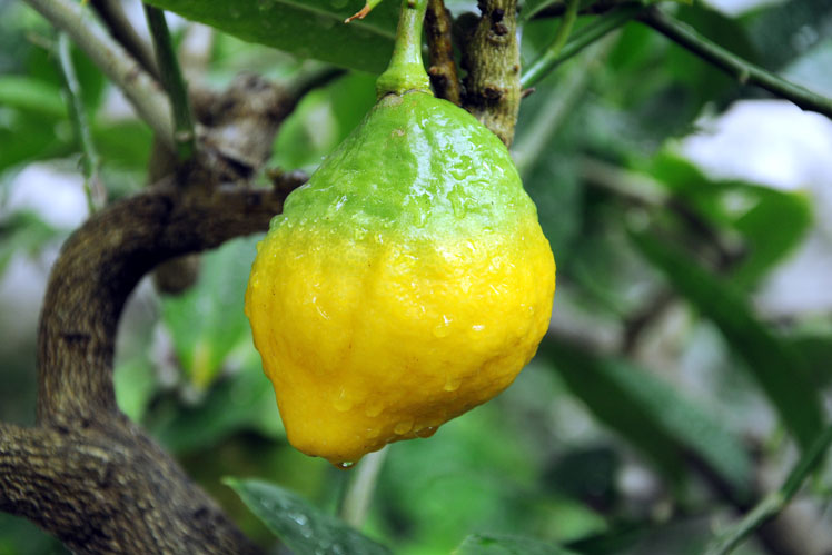 Citron (hoặc zest)