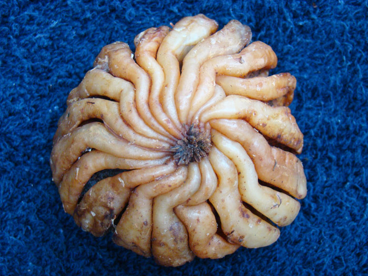 चल्टा (या भारतीय डिलनिया, या हाथी सेब)