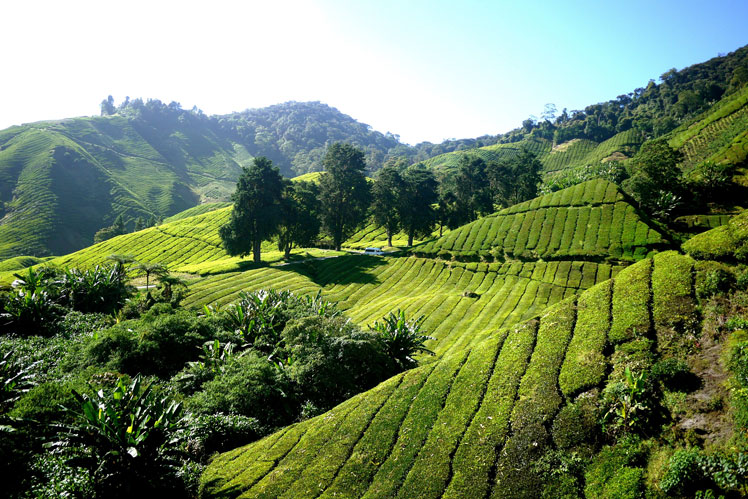 Pěstování, sběr a zpracování čaje. Klasifikace podle oxidačního stavu