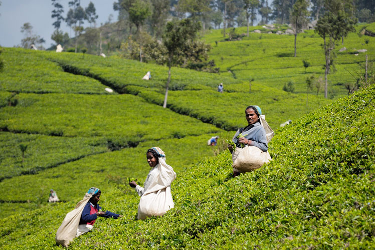 Pěstování, sběr a zpracování čaje. Klasifikace podle oxidačního stavu